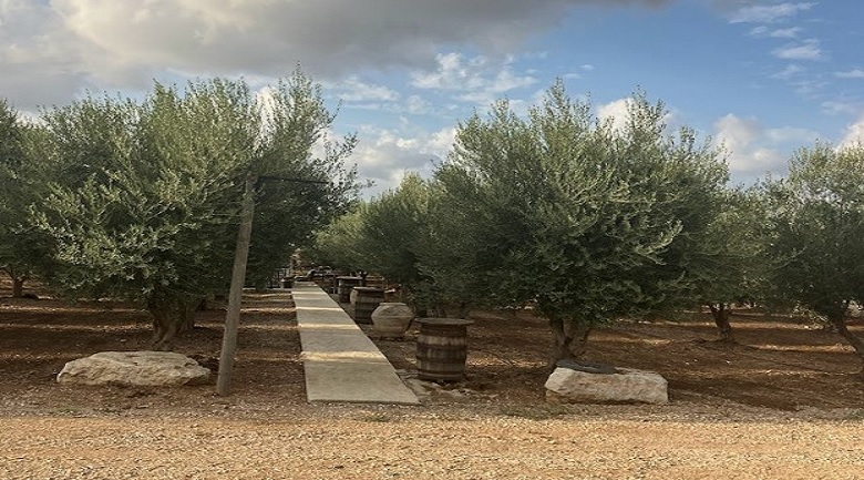 הוילה מול מטע הזיתים וילה לאירועים בשפלה גדרה מושב ינון מקומות