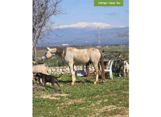 חוות כרם דוד – גליל העליון קרוב לצפת