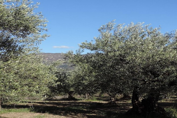 מטע זיתים אירועים - כרמי יוסף