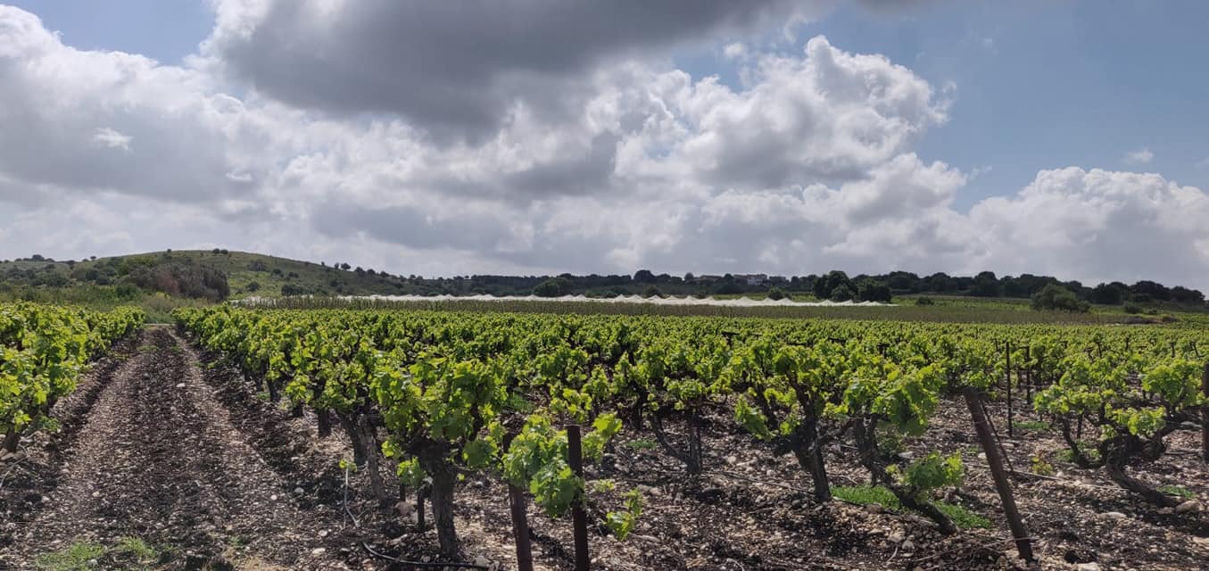 כרם פארק אלונה - ליד זכרון יעקב, בנימינה
